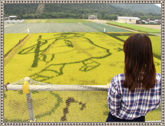 空ちゃん田んぼ