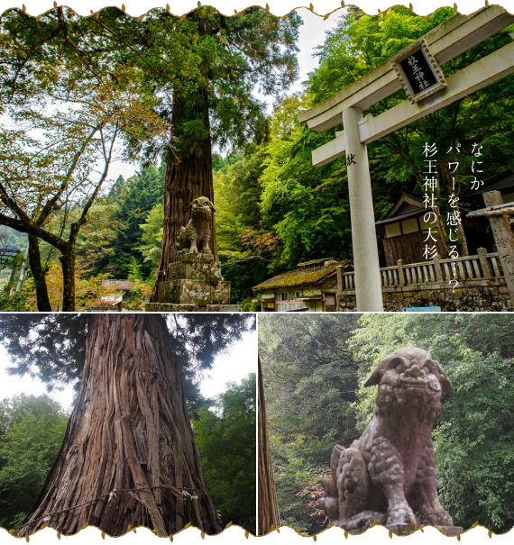 杉王神社の大杉