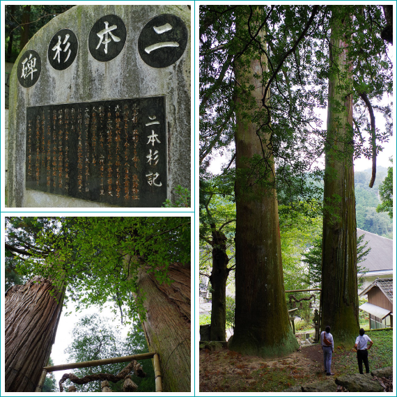 熊野神社の二本杉