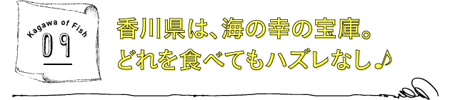 香川県は、海の幸の宝庫。どれを食べてもハズレなし♪