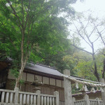 杉王神社の大杉