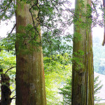 熊野神社の二本杉